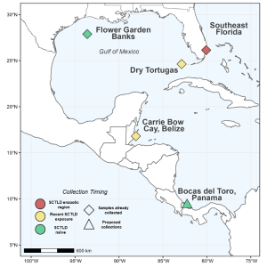 map of project sampling scheme demonstrating ongoing sampling in SE FL, the Flower Garden Banks, Carrie Bow Bay Belize, and Bocas del Toro Panama. SE FL is a SCTLD endemic site, Belize is recently infected, and both the Flower Gardens and Panama are naive.